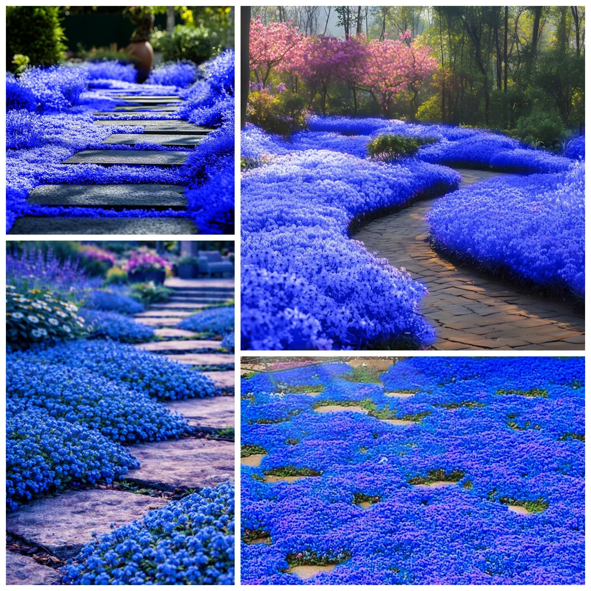 Amazon.com : 20500+ Magic Creeping Thyme Seeds for Planting Ground
